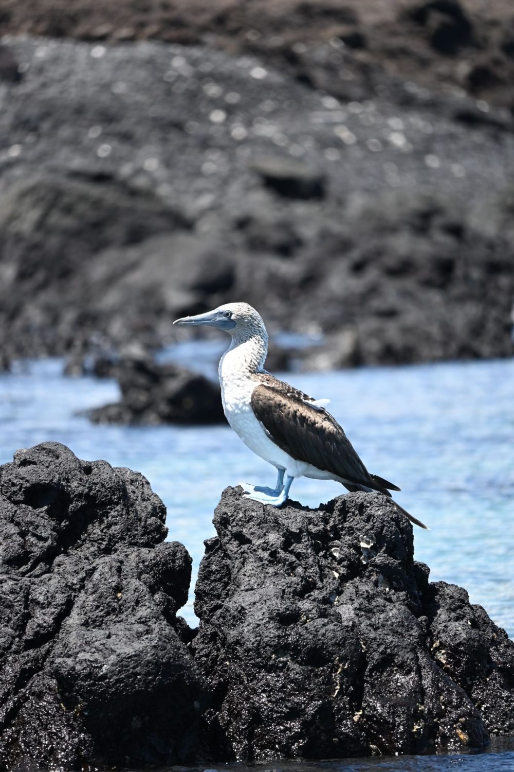 WhatsApp Image 2025-02-11 at 17.55.05